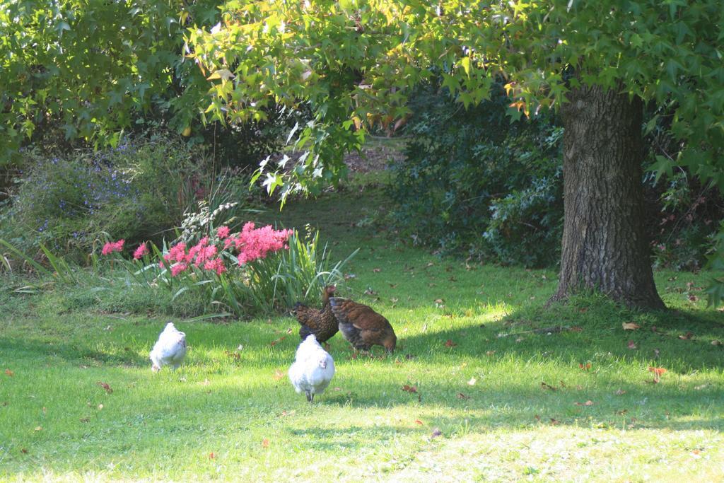 Strathmore Farm B&B Mirboo North Екстериор снимка