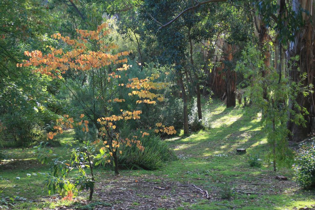 Strathmore Farm B&B Mirboo North Екстериор снимка